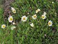 (20) Mountain Avens (Dryas octopetala)